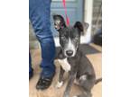 Adopt Nelson a Gray/Blue/Silver/Salt & Pepper Pit Bull Terrier / Mixed dog in