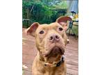 Adopt Chuck a American Pit Bull Terrier / Mixed dog in Barrington, RI (41512611)