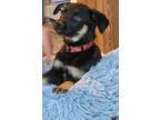 Adopt Amber - The A's a German Shepherd Dog / Mixed Breed (Large) / Mixed dog in