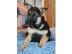 Adopt Amelia - The A's a German Shepherd Dog / Mixed Breed (Large) / Mixed dog