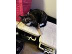 Adopt Kova (kush-nova) a Calico or Dilute Calico Calico / Mixed (medium coat)
