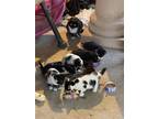 Adopt Kitty a Black & White or Tuxedo American Shorthair / Mixed (short coat)