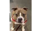 Adopt Theo a Brindle Staffordshire Bull Terrier / Mixed dog in San Francisco