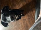 Adopt Ellie a Black - with White Dutch Shepherd / Shepherd (Unknown Type) /
