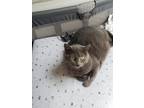 Adopt Artemis a Gray or Blue American Shorthair / Mixed (short coat) cat in