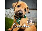 Adopt Camden Angel a Brown/Chocolate Boxer dog in Provo, UT (41512565)