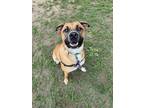 Adopt Russia a Tan/Yellow/Fawn - with White Boxer / Great Pyrenees / Mixed dog