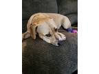 Adopt Marliegh a Tan/Yellow/Fawn - with White German Shepherd Dog / Mixed dog in