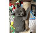Adopt Gamayun a Gray or Blue Russian Blue (short coat) cat in Houston
