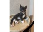 Adopt Smoke a Gray or Blue (Mostly) Domestic Shorthair / Mixed (short coat) cat