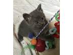 Adopt Indrik a Gray or Blue Russian Blue (short coat) cat in Houston