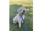 Adopt Dominic a Toy Poodle / Terrier (Unknown Type, Medium) / Mixed dog in