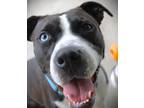 Adopt Wanda a Black Pit Bull Terrier dog in Johnstown, PA (41509797)
