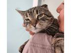 Adopt Mia a Brown Tabby Domestic Shorthair (short coat) cat in Revere