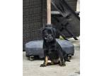 Adopt Chief a Black Shepherd (Unknown Type) / Australian Kelpie / Mixed dog in