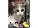 Adopt Lil Peep a Domestic Shorthair / Mixed cat in Oak Ridge, TN (41510695)