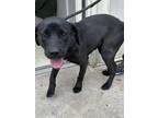 Adopt Lily a Black Labrador Retriever / Mixed dog in Middletown, CT (41512477)