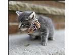 Adopt Taro a Gray or Blue (Mostly) Domestic Mediumhair / Mixed (medium coat) cat