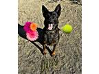 Adopt Daisy Mae a Black Belgian Malinois / German Shepherd Dog / Mixed dog in