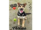 Adopt Atlas a German Shepherd Dog / Siberian Husky / Mixed dog in Riverside