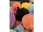 Adopt Onyx a All Black American Shorthair / Mixed (short coat) cat in