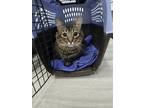 Adopt Brownie a Gray, Blue or Silver Tabby Domestic Shorthair cat in Honolulu