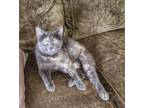 Adopt Star a Tortoiseshell Domestic Shorthair cat in Toledo, OH (41504842)