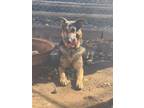 Adopt Simba a Black - with Tan, Yellow or Fawn German Shepherd Dog / Mixed dog