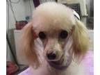 Adopt Lovey a Toy Poodle / Mixed dog in Walnut Creek, CA (41512207)
