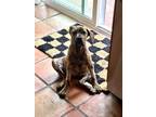 Adopt Hazel a Brindle Boxer / Mastiff / Mixed dog in Riverside, CA (41509040)