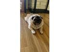 Adopt Eli a Tan/Yellow/Fawn - with White Pug / Mixed dog in San Jose