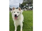 Adopt Rodrigo a White Samoyed / Mixed dog in Sierra Madre, CA (41512360)