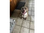 Adopt Uma a Brown/Chocolate - with White American Staffordshire Terrier / Mixed