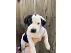 Adopt Trooper a Black - with White Shepherd (Unknown Type) / Australian Kelpie /