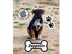 Adopt Zeppelin a Australian Cattle Dog / German Shepherd Dog / Mixed dog in