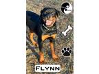 Adopt Flynn a Black - with Tan, Yellow or Fawn Rottweiler / Mixed dog in