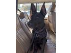 Adopt Mavis a Black Belgian Malinois / Terrier (Unknown Type