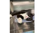 Adopt Fig a Domestic Shorthair / Mixed cat in Abbotsford, BC (41509091)