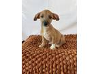 Adopt Drift a Red/Golden/Orange/Chestnut - with White Border Terrier / Terrier
