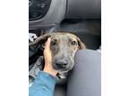 Adopt Tank a Brindle Dachshund / Mixed dog in Humble, TX (41504558)