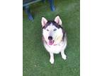 Adopt Nani a Siberian Husky / Mixed dog in Oceanside, CA (41498351)
