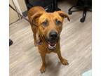 Adopt Mimi a Labrador Retriever / Mixed dog in Oceanside, CA (41512380)