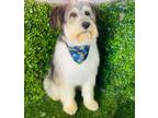 Adopt Charly (CP) - Adopt Me! a Briard / Mixed dog in Lake Forest, CA (41503590)