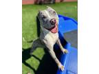 Adopt Snoop a American Staffordshire Terrier / Mixed Breed (Large) / Mixed dog