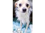 Adopt CAIRO a White Cairn Terrier / Chinese Crested / Mixed dog in Murrietta