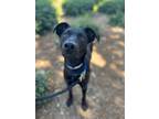 Adopt Otter a Labrador Retriever / Doberman Pinscher / Mixed dog in Walnut
