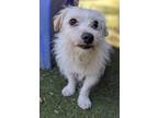 Adopt Honda a Norfolk Terrier / Norwich Terrier / Mixed dog in San Diego