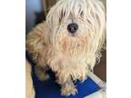 Adopt Thumpstar a Wheaten Terrier / Tibetan Terrier / Mixed dog in San Diego