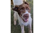 Adopt Brixton a Wirehaired Pointing Griffon / German Wirehaired Pointer / Mixed