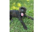 Adopt Dutchess a Terrier (Unknown Type, Small) / Mixed Breed (Medium) / Mixed